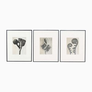 Black & White Botanic Flower Photogravures by Karl Blossfeldt, Set of 3-WM-1174153