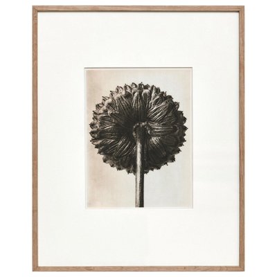 Black White Flower Photogravure Botanic Photography by Karl Blossfeldt, 1942-WM-1044833