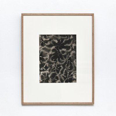 Black & White Flower Photogravure Botanic Photography by Karl Blossfeldt, 1942-WM-575568