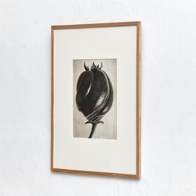 Black White Flower Photogravure Botanic Photography by Karl Blossfeldt, 1942-WM-1044897