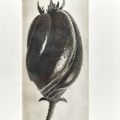 Black White Flower Photogravure Botanic Photography by Karl Blossfeldt, 1942-WM-1044897