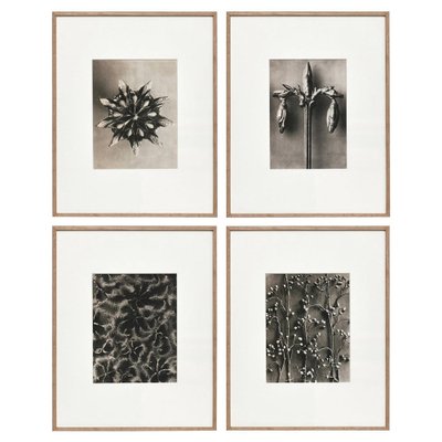 Black White Flower Photogravure Botanic Photography by Karl Blossfeldt, Set of 4-WM-1044813