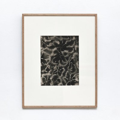 Black White Flower Photogravure Botanic Photography by Karl Blossfeldt, Set of 4-WM-1044813