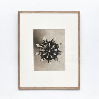 Black White Flower Photogravure Botanic Photography by Karl Blossfeldt, Set of 4-WM-1044813