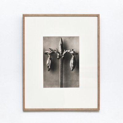 Black White Flower Photogravure Botanic Photography by Karl Blossfeldt, Set of 4-WM-1044813