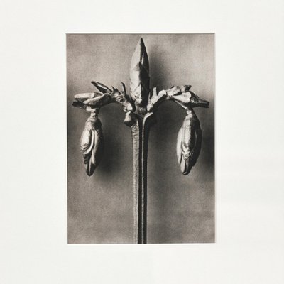 Black White Flower Photogravure Botanic Photography by Karl Blossfeldt, Set of 4-WM-1044813