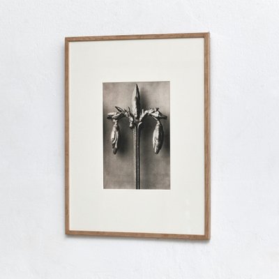 Black White Flower Photogravure Botanic Photography by Karl Blossfeldt, Set of 4-WM-1044813