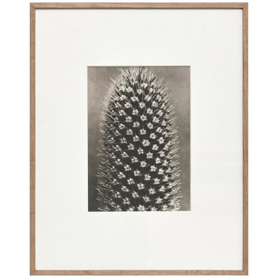 Black White Flower Photogravure by Karl Blossfeldt, 1942-WM-1045297