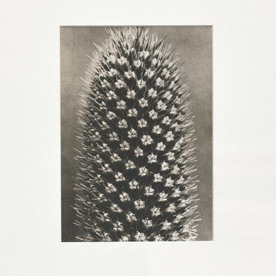 Black White Flower Photogravure by Karl Blossfeldt, 1942-WM-1045297