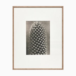 Black White Flower Photogravure by Karl Blossfeldt, 1942-WM-1045297