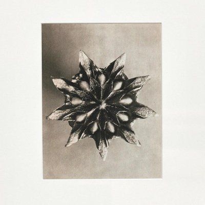 Botanic Photographs in Black and White by Karl Blossfeldt, Set of 3-WM-1278663