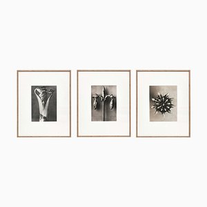 Botanic Photographs in Black and White by Karl Blossfeldt, Set of 3-WM-1278663