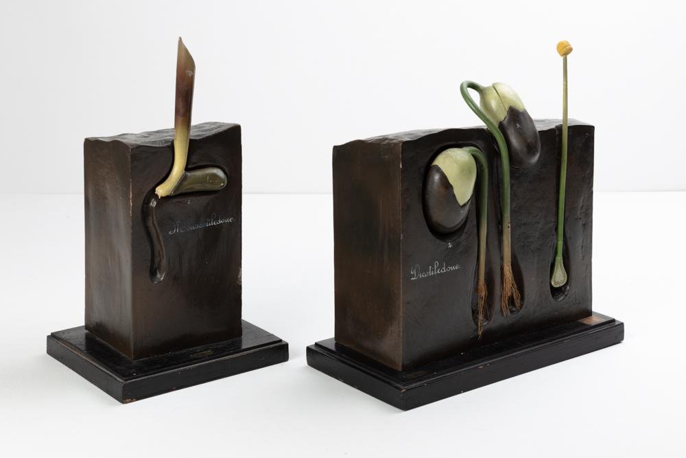 Botanical Didactic Models, 1930s, Set of 2