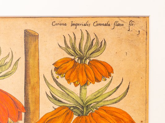 Botanical Drawings, 18th Century, Colored Copper Engraving-GPP-1060083