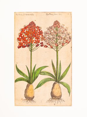 Botanical Drawings, 18th Century, Colored Copper Engraving-GPP-1060083