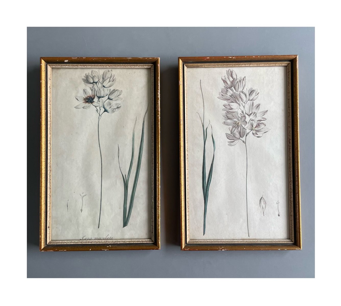 Botanical Drawings, Prints, Early 20th Century, Set of 2