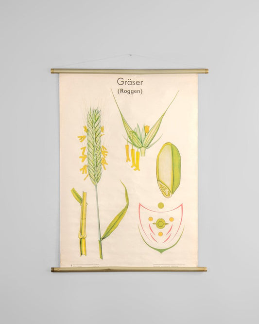 Botanical Poster by Volk und Wissen Volkseigener Verlag, Germany, 1980s