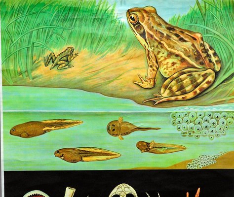 Brown Common Frog Tadpole Country Life Decorative Art Print by Jung Koch Quentell-KJP-1251113