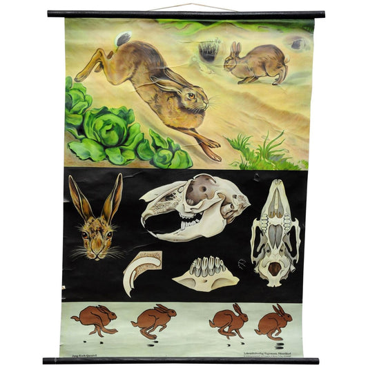 Brown Hare Common Rabbit Wall Chart Poster by Jung Koch Quentell