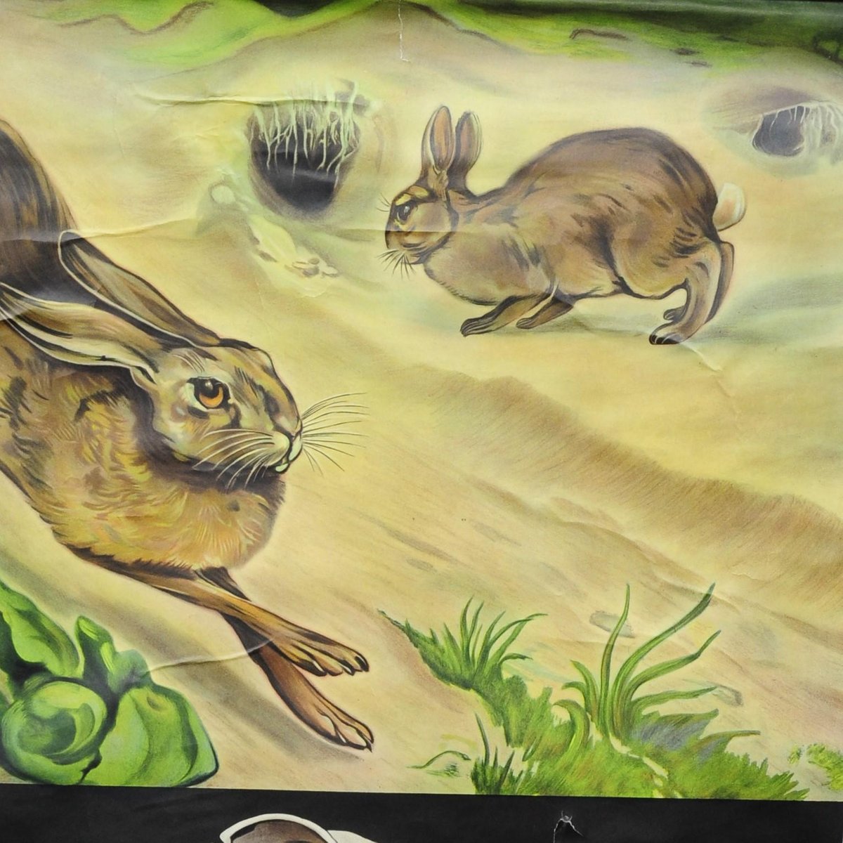 Brown Hare Common Rabbit Wall Chart Poster by Jung Koch Quentell