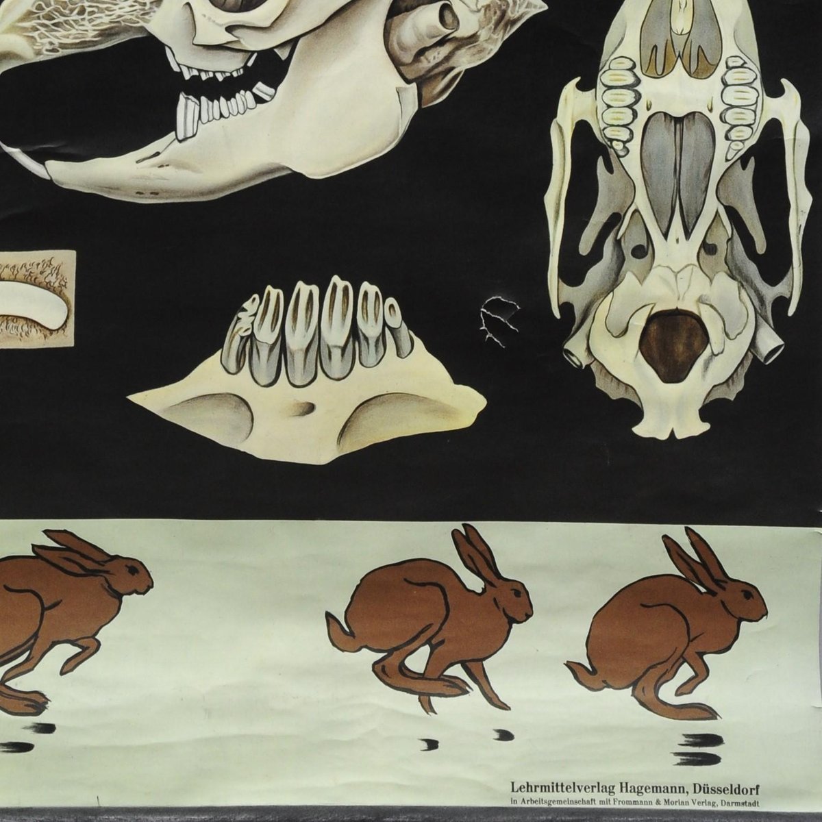 Brown Hare Common Rabbit Wall Chart Poster by Jung Koch Quentell