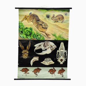 Brown Hare Common Rabbit Wall Chart Poster by Jung Koch Quentell-KJP-1149390