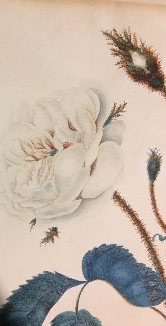 C. Curtis, Moss Rose Moosrose, 1827, Watercolour