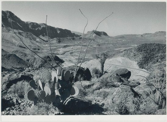 Cacti, Landscape, Rio Grande, USA, 1960s, Black & White Photograph-DYV-1245438