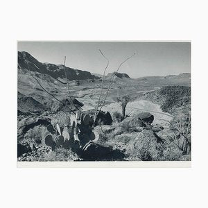 Cacti, Landscape, Rio Grande, USA, 1960s, Black & White Photograph-DYV-1245438