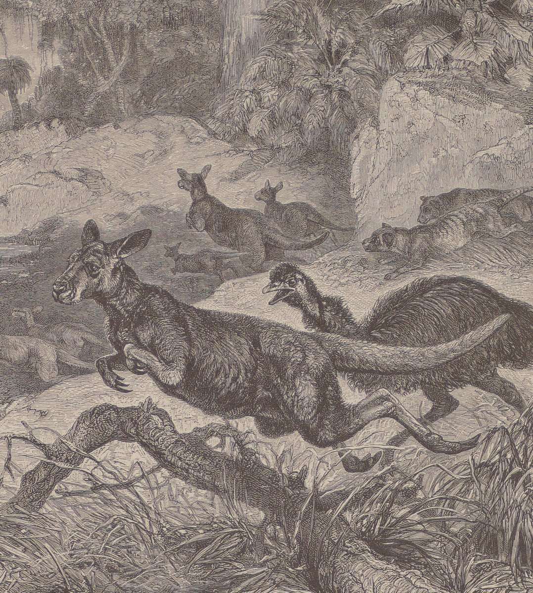 Cangaroos in Danger - original Lithograph by F. Specht - 1879 1879