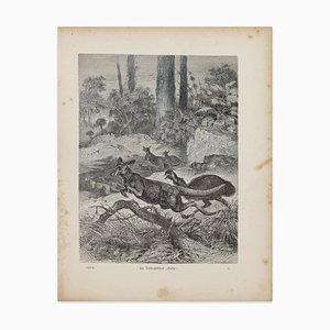 Cangaroos in Danger - original Lithograph by F. Specht - 1879 1879-ZCI-755870