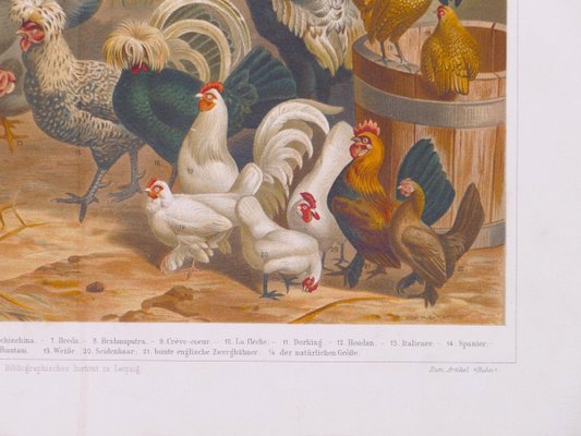 Chicken and Hens - Original Lithograph - Late 19th Century 1890s-ZCI-761857