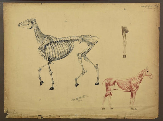 Chr. A.f. Anrochte, The Anatomy of the Horse, 1910, Ink & Pencil