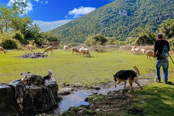 Cindi Emond, Moving the Flock Through Frattura Vecchia, Photograph, 2020-ZCI-1379615