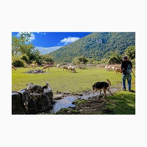 Cindi Emond, Moving the Flock Through Frattura Vecchia, Photograph, 2020-ZCI-1379615