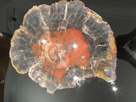 Circular Coffee Table in Black Resin and Petrified Wood by Ado Chale-NJJ-955160