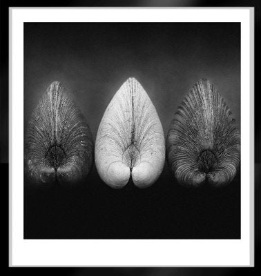 Clams by Ian Sanderson -1984 - Signed limited archival pigment print, edition of 5, Square format-OBQ-943050