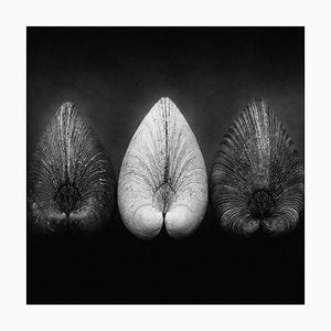 Clams by Ian Sanderson -1984 - Signed limited archival pigment print, edition of 5, Square format-OBQ-943050