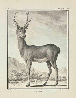 Claude Jardinier, Le Cerf, Etching, 1771-ZCI-2030088