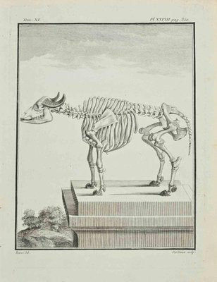 Claude Jardinier, The Skeleton, Etching, 1771-ZCI-2029811