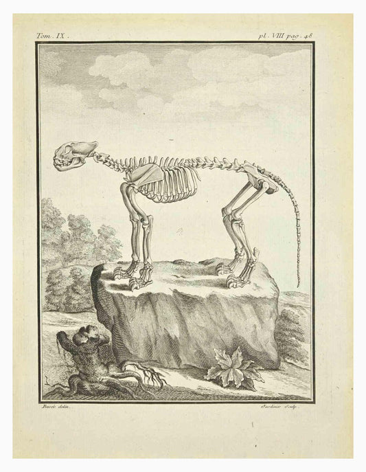 Claude Jardinier, The Skeleton, Etching, 1771