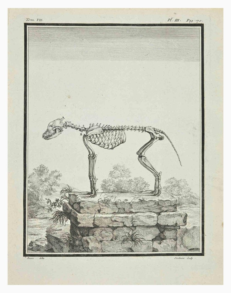 Claude Jardinier, The Skeleton, Etching, 1771