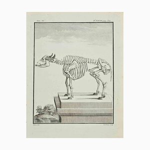 Claude Jardinier, The Skeleton, Etching, 1771-ZCI-2029811