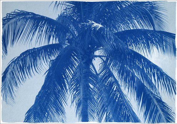 Coconut Palm Tree, 2021, Print-RWC-1114137