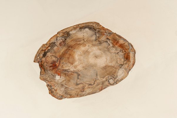 Coffee Table with Inlaid Petrified Wood by Philippe Barbier-NJJ-1260319