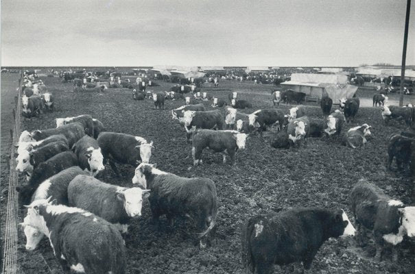 Cows, Texas, 1960s, Black and White Photograph-DYV-1278295