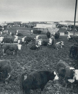 Cows, Texas, 1960s, Black and White Photograph-DYV-1278295