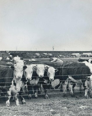 Cows, USA, 1960s, Black and White Photograph-DYV-1245430