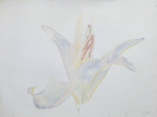 Czeslaw Czaplinski Lily, 1995