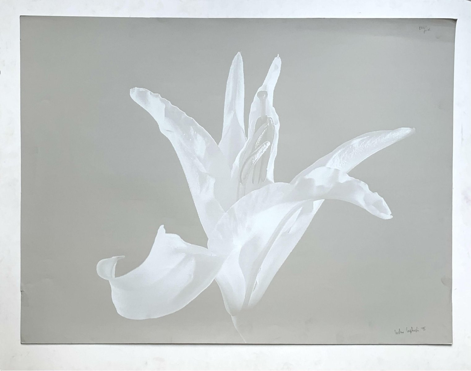 Czeslaw Czaplinski Lily, 1995